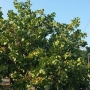 Stabla pistaca na Eviji