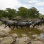 Goniči stoke, Teksas, SAD 