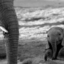 Slon, photo by: africanoverlandtours.com