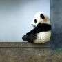Panda, autor nepoznat