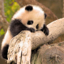 Panda, photo by: kjdrill