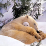 Polarni medvjed, photo by: hdwallpaper.ws