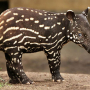 Tapir, photo by: imgur.com