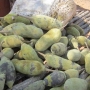 Voće Baobaba / Adansonije