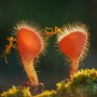 SALON Gold Medal - RUBBY ADHISURIA (Indonesia) - Love Mushroom and ant
