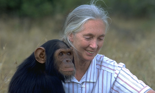 Džejn Gudal istraživala ponašanje šimpanzi