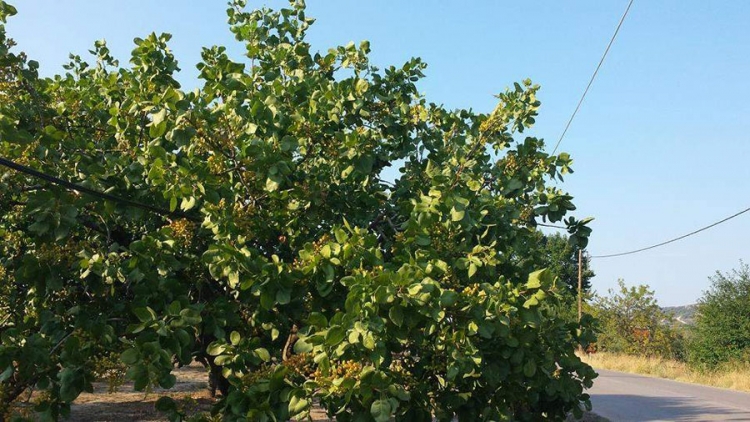 Stabla pistaca na Eviji