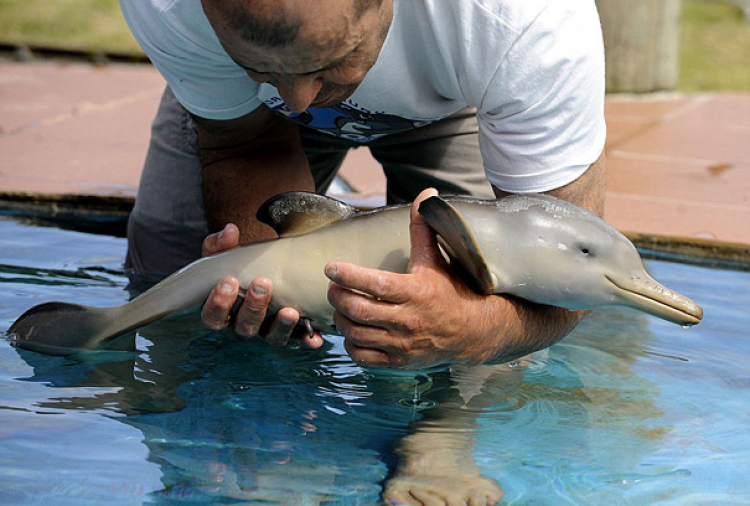 Delfin, photo by: dailymail.com