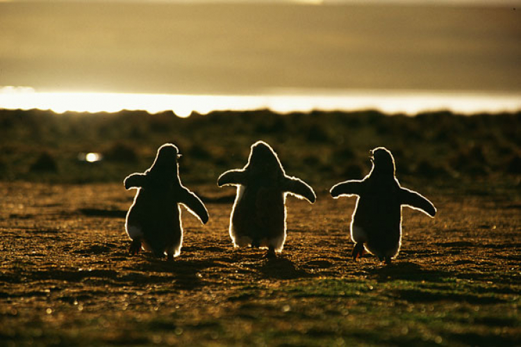 Pingvin, photo by: Andreas Butz