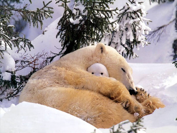 Polarni medvjed, photo by: hdwallpaper.ws