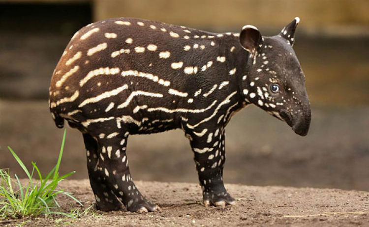 Tapir, photo by: imgur.com