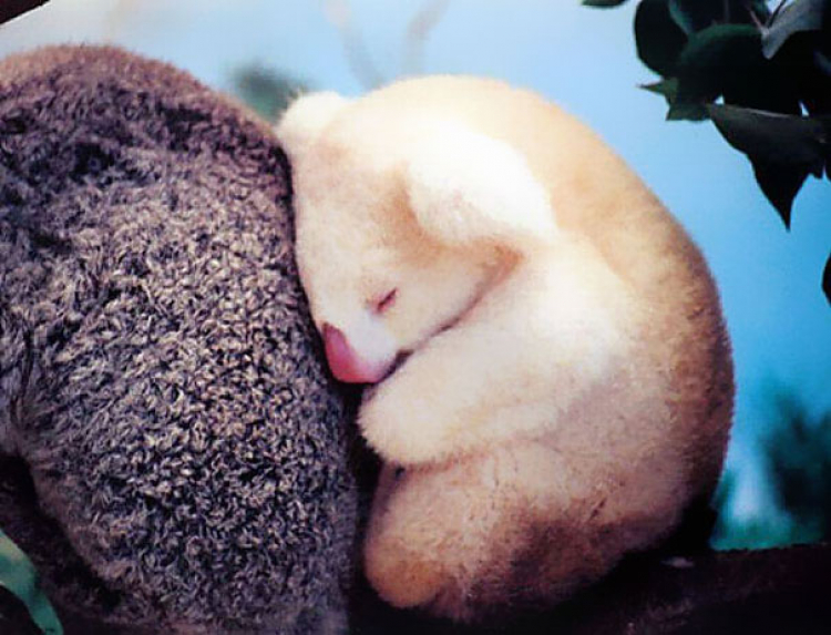 Albino koala, photo by: imgur.com