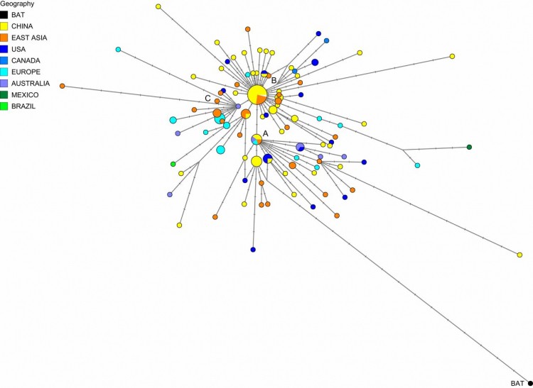 Foto: pnas.org | Phylogenetic network of 160 SARS-CoV-2 genomes