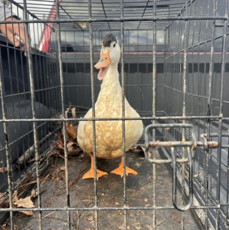 Foto: Facebook / Polk County Georgia Sheriff's Office